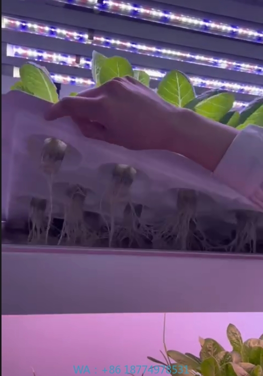 Agriculture Farming Systems - f Greenhouse Agricultural Equipment Grow Mushroom